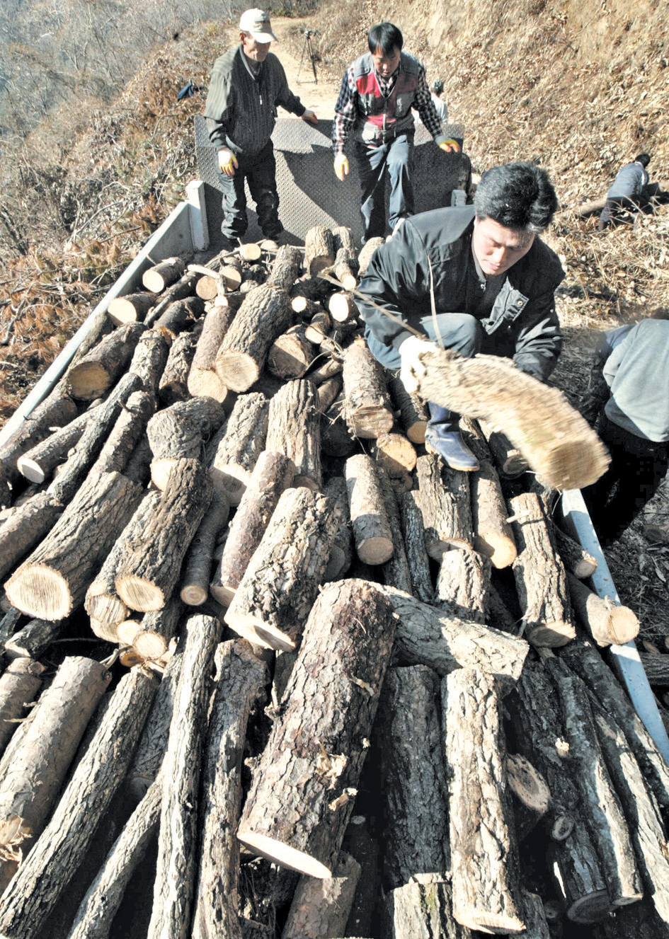  간벌목 농가에 무료 제공