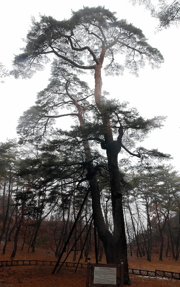 단종 임금의 아픔을 지켜보았다는 청령포 관음송.