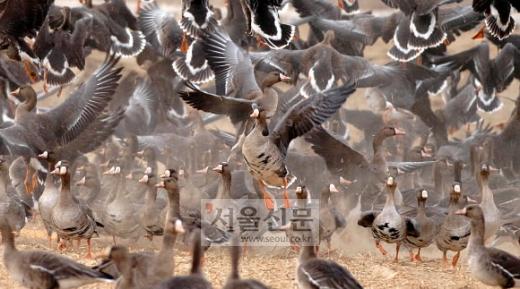 비상하는 기러기떼 낙곡이 많은 논에 까맣게 내려 앉아 먹이를 먹던 기러기떼가 지나가는 군용차량에 놀라 황급히 날아오르고 있다. 강원도 철원