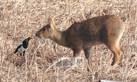 “까치야 아침은 먹었니” 추수가 끝난 적막한 겨울들판에서 먹이를 찾아 어슬렁거리던 고라니가 갑자기 나타난 까치에 놀란듯 하다. 강원도 인제