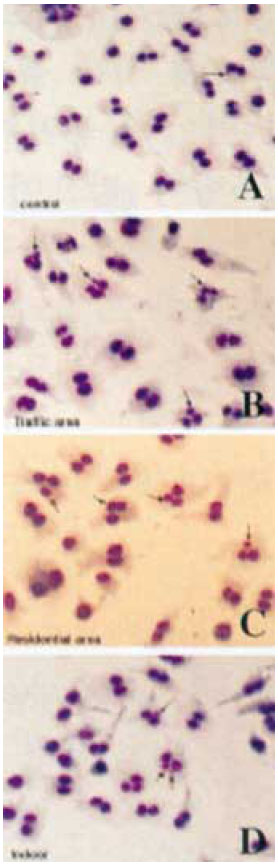 세포분열 직전에 인위적으로 분열을 정지시키면 정상적인 상황에선 세포 1000개당 10개 정도의 소핵(사진 속의 화살표)이 형성된다. 그러나 서울시내 대기중 미세먼지 시료의 독성영향으로 소핵이 5∼6배가량 과다 형성됐다.B는 교통혼잡지역,C는 주거지역 실외공기,D는 아파트 실내공기. 한국환경독성학회지 제공