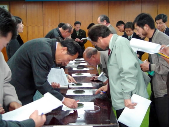 다양한 명차들의 품질을 평가하기 위해 마련된 차 품평회 모습. 차의 인기가 높아지면서 명차를 상품으로 내놓으려는 경쟁이 치열해 제대로 된 품평기준 마련이 시급하다. 서울신문 포토라이브러리