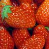 봄 과일의 전령사 딸기