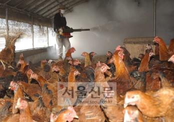 양계농가가 소독하는 모습.