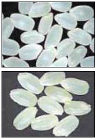 국내개발 성공한 ‘큰눈벼’(사진위)와 ‘수원 511호’.