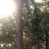 초록향기 외나로도 봉래산 삼나무숲