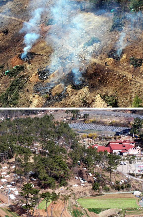 재선충병에 감염된 소나무를 모두 베어내 소각처리하는 연기가 자욱한 가운데 가냘픈 활엽만 몇그루 앙상하게 남은 경남 사천시 방제작업 현장(위쪽). 부산시의 한 야산에는 베어낸 소나무 더미가 공동묘지를 방불케 한다.