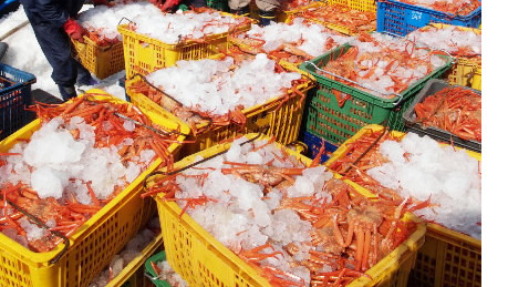 풍랑주의보 속에서 잡아온 홍게들.