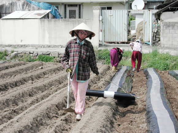 오씨가 이웃집에서 참깨밭을 일구는 것을 도와주고 있다. 시집 올때 가지고 왔다는 ‘농라’를 쓴 모습이 이채롭다.