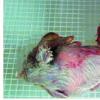 ‘사라진 텃새’ 황새 복원사업 10년