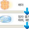 [생명공학 진화 ‘불임치료 새희망’] 인간정자 생산 전기마련
