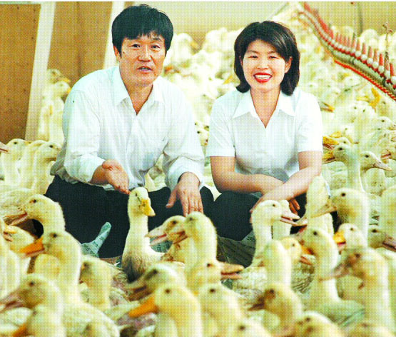 마늘 먹인 오리로 냄새와 질병을 해결하고 소비자 입맛까지 사로잡은 최윤화(오른쪽)·김원대씨 부부가 자신들이 키운 오리를 바라보며 환하게 웃고 있다. 포천 이영표기자 tomcat@seoul.co.kr