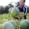 [Local] 무등산수박 본격 출하