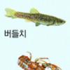 청계천 버들치 ‘고향’은 인왕산 백운동천