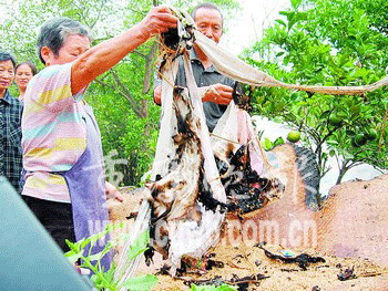 큰불로 누더기가 된 이불을 치우고 있는 양중취안씨 부부. 중경만보
