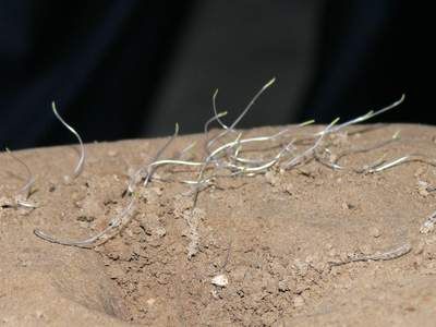 2000여년 만에 싹을 틔운 볍씨.  연조도시보 제공 