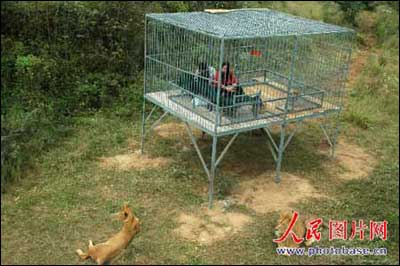 사자 삶을 체험하기 위해 쇠창살 우리 속에 들어가 있는 예푸씨와 뤄셴후이씨. 인민망