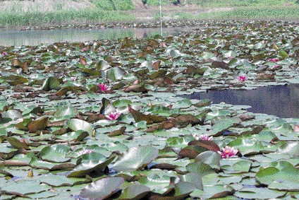 충남 태안군 두웅습지
