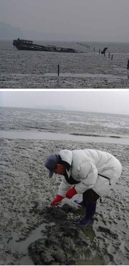 갯벌에 처박힌 폐선과 오랫동안 퇴적이 이뤄졌음을 알 수 있는 김 양식 장대 흔적(위). 백부태(아래) 남전리 어민회장이 갯벌을 파고 있지만 조개는 보이지 않는다.