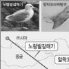 철새 3종 이동경로 첫 규명