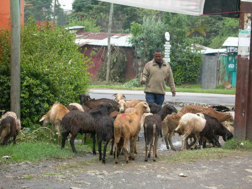 명절이 가까워오면 주택가 근방에서는 양을 풀어놓고 파는 사람들을 쉽게 볼 수 있다. 현장에서 마음에 드는 양을 골라 집에 가지고 와서는 직접 잡아 요리를 해 먹는다.
