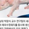체세포 복제돼지 양산 길텄다