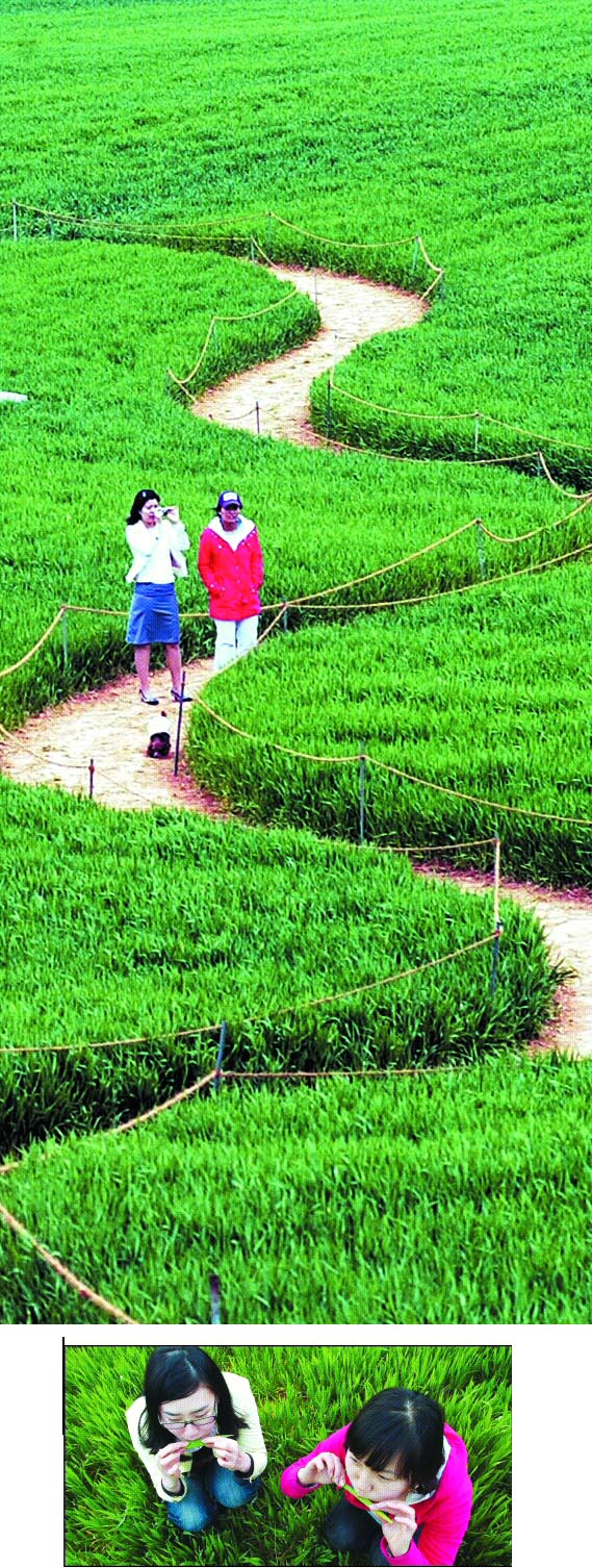 온 산과 들에 덮여 있던 누런 겨울의 잔재가 걷히고 그 자리에 푸름이 빛의 속도로 번져간다. 초록빛 융단이 깔린 듯한 학원농장을 찾은 여인들이 보릿밭 사이를 거닐고(사진 위),풀피리도 불어보고