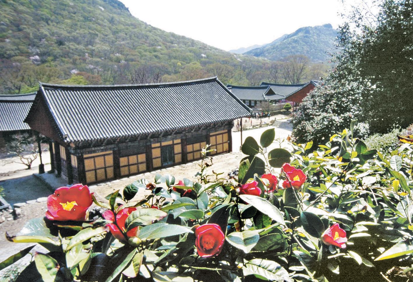 전북 고창 선운사와 동백. 고창군청 제공