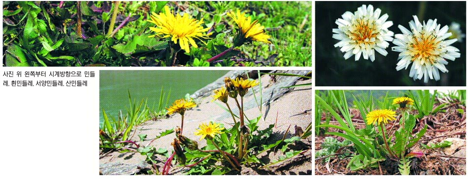 사진 위 왼쪽부터 시계방향으로 민들레, 흰민들레, 서양민들레, 산민들레