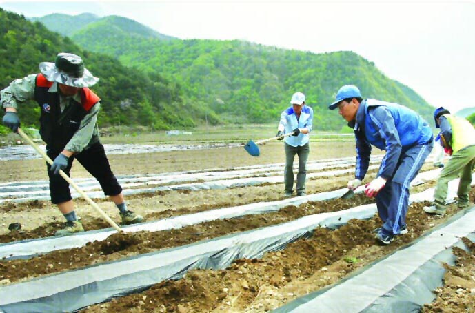 포항제철소 STS제강전기정비 직원들이 지난달 21일 포항 신광면 마북리에서 농번기를 맞아 일손 부족으로 어려움을 겪고 있는 독거노인들의 일손을 돕고 있다. 포스코 제공