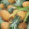 [업계소식-새상품] 당도 높은 ‘로얄파인애플’