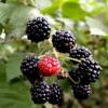 [먹을거리 산책] 복분자