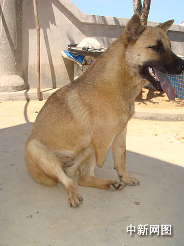 오른쪽 앞다리가 없는 견공. 중국신문망