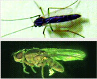●깔따구(사진 위) 크기가 11㎜로 모기와 비슷하나 물지는 않고 알레르기 질환을 일으키며 해질 무렵 집단이동하는 곤충으로 해변·강·저수지 등에서 서식한다.   ●물가파리(아래) 크기가 5∼7㎜로 물 위 또는 물 속에서 생활하는 곤충이다.