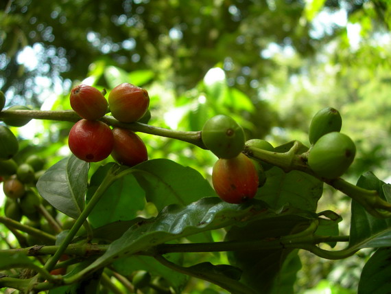 커피 열매. 시기적으로는 9월에서 10월로 넘어갈 때인데 녹색에서 붉은 색으로 열매 색깔이 바뀌고 있다.