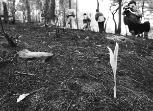 대형 산불 피해를 입었던 삼척시 미로면 내미로리 야산. 식생은 빠르게 회복하고 있으나 토양 회복은 더디게 진행되고 있다. 서울신문 포토라이브러리 