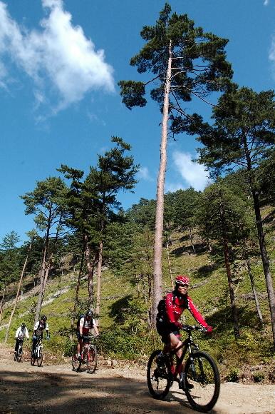 울진 소광리는 MTB 마니아들 사이에서 스테디셀러로 통하는 곳. 산악용 은륜(銀輪)을 타고 금강송과 낙엽송 등 곧고 굳은 나무 사이를 가르는 맛이 각별하다.