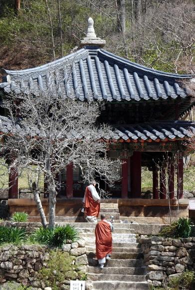 봉암사에서 부처님께 공양올리는 의식을 하는 스님들.19일 봉암사 결사 60주년을 기념하는 대규모 법회가 열려 최근 조계종단 자정 운동과 관련해 주목받고 있다. 서울신문 포토라이브러리