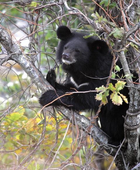 지난 1일 지리산에 방사한 반달가슴곰 한 마리가 나무에 올라가 재롱을 피우고 있다. 국립공원관리공단 제공