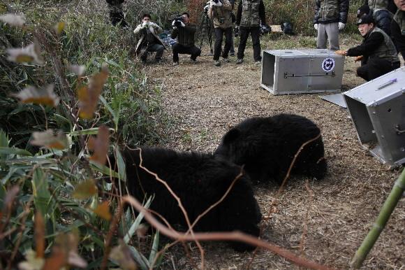 자연으로 자연적응 훈련을 마친 반달가슴곰을 국립공원관리공단 직원들이 지리산에 풀어주고 있다. 국립공원관리공단