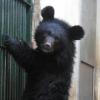[서울대공원 동물원에 가보았지] (46) 새끼 반달곰의 방사 훈련