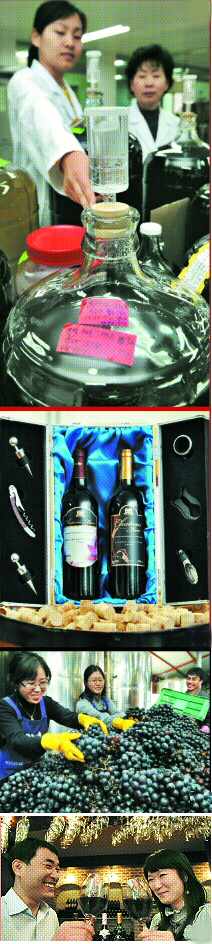 -농촌진흥청 포도연구원 연구원들이 다양한 와인을 개발하고 있다.  -병당 1만 5000원 상당의 국산 와인 선물세트.  -와인생산업체 직원들이 와인의 원료가 되는 질 좋은 포도를 선별하고 있다.  -국내산 와인을 시음해 보고 있는 와인 마니아들. (위에서부터)