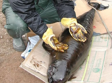 17일 충남 태안 앞바다 원유 유출 사고 지역인 소원면 파도리 해변에서 기름범벅이 된 1m 크기의 ‘상괭이’가 발견됐다. 금강환경청 야생동물구조본부에 따르면 원유 유출 사고 이후로 지금까지 이 지역에서 7마리의 상괭이가 죽었다. 본부는 사고 전에도 태안지역 해변에서 죽은 상괭이가 발견됐다는 주민의 증언이 있었지만, 상괭이가 숨을 쉬기 위해 수면으로 올라왔다가 폐로 기름이 들어가면서 폐사했을 가능성이 있어 정밀 부검을 의뢰했다. 이빨고래아목의 상괭이는 우리나라에서 가장 흔히 발견되며 연안에서 5∼6㎞ 이내의 수심이 얕은 곳에서 주로 서식한다. 태안 이천열기자 sky@seoul.co.kr