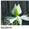 [현진오의 野, 야생화다!] 난초는 모두 멸종위기식물