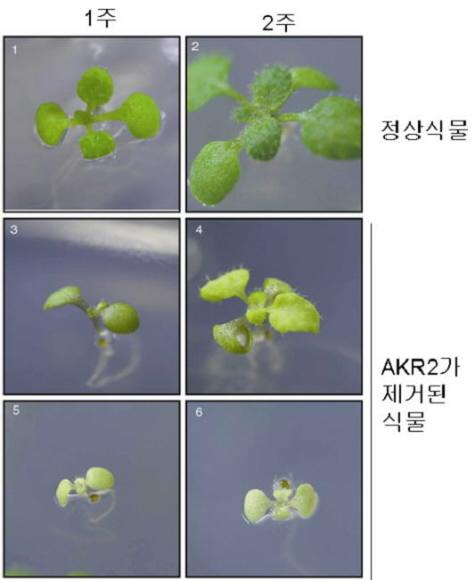AKR2가 제거된 식물체(아래 네 개)는 엽록체를 형성하지 못해 정상적으로 자라지 못한다. 이같은 현상은 발아 이후 1주(사진 왼쪽) 때에 비해 2주 때가 더 두드러진다.