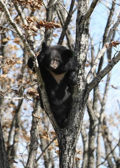 겨울철 이상고온 현상으로 지리산 반달가슴곰 중 상당수가 겨울잠에 들어가지 못한 것으로 확인됐다. 사진은 지난해 11월 촬영한 반달사슴곰. 서울신문 포토라이브러리