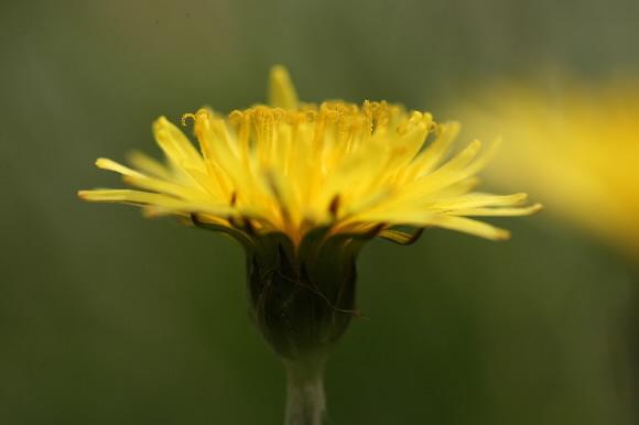 모인꽃싸개가 똑바로 서는 산민들레