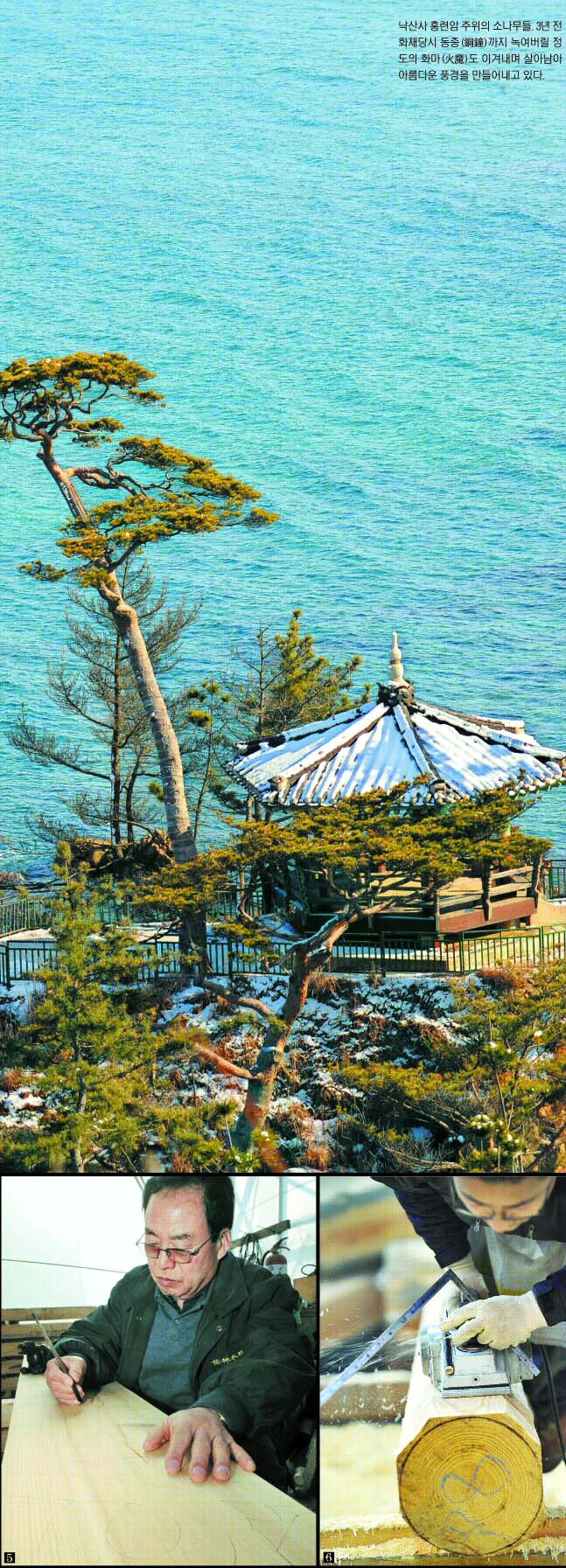(1) 시민들이 국립대관령 자연휴양림에 심어 놓은 금강송 사잇길로 산책을 하고 있다. (2) 광화문 복원에 사용될 금강소나무가 보관되어 있는 강원도 강릉시의 한 목재소에서 신흥수 대목장복원팀의 한 팀원이 소나무의 지름을 재고 있다. (3) 우리 민족의 혼과 궤를 같이하는 소나무. 살아서 천년, 죽어서도 목재로 천년을 간다.(4) 국립산림과학원 유전자원과에서 한 연구원이 소나무의 유전변이 분석을 위해 DNA전기연동사진을 확인하고 있다. (5) 광화문 복원을 책임지고 있는 신응수 대목장이 건물 부속물에 문양을 그려 넣고 있다. (6) 광화문 복원에 사용될 금강소나무가 보관되어 있는 강원도 강릉시의 한 목재소에서 복원팀원이 서까래로 사용될 소나무를 대패질을 하고 있다.