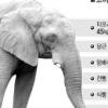 곡물가격 ‘폭등’ …동물밥상 위협