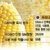 유전자조작 옥수수 몰려온다